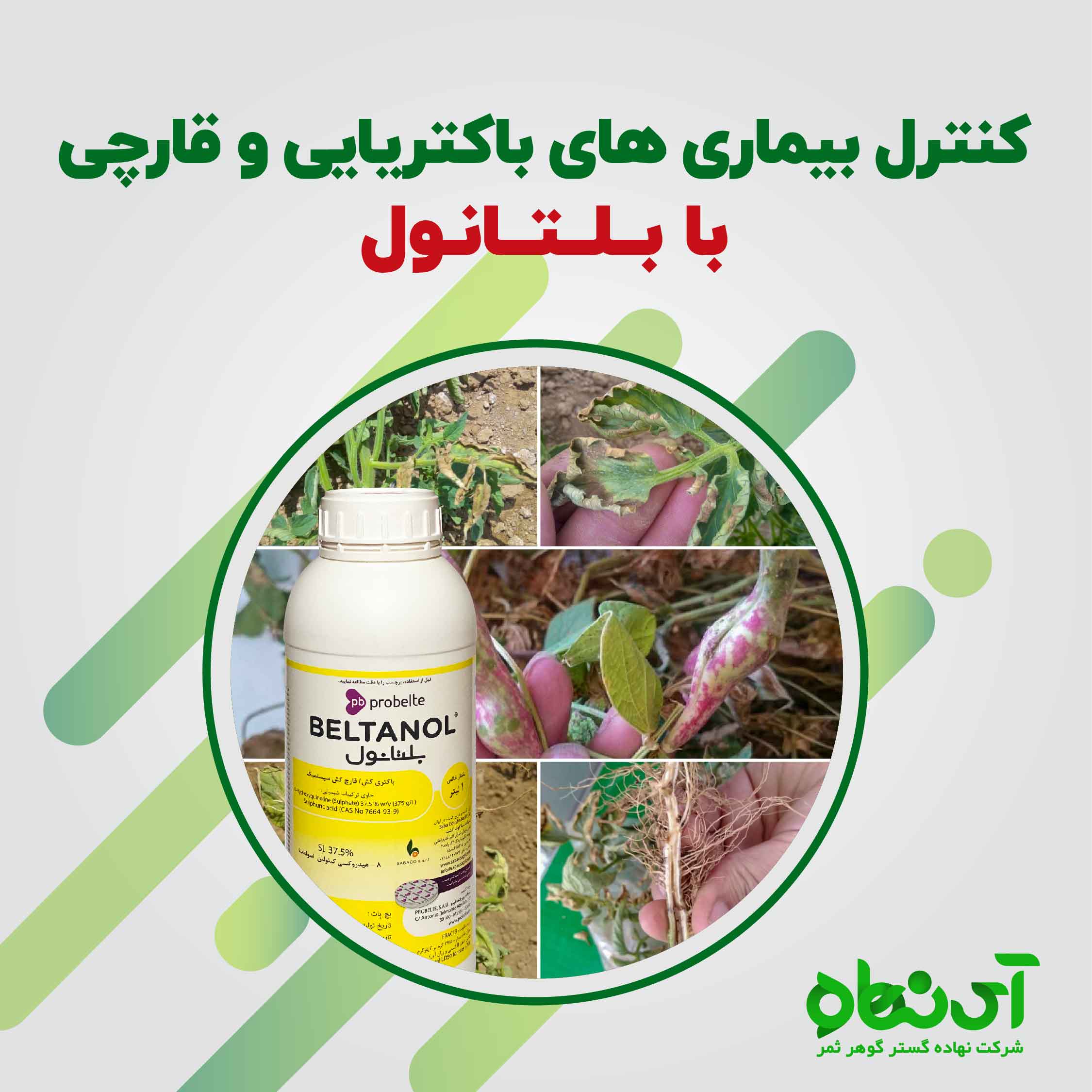 کنترل بیماری های باکتریایی و قارچی با بلتانول - آی نهاده